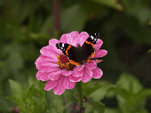 Zinnie mit Fuchsschwanz