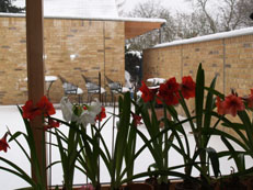 Amaryllis am Patio